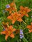Orange Daylily with Virginia Spiderwort North America Poster Print by Tim Fitzharris - Item # VARPDX396416